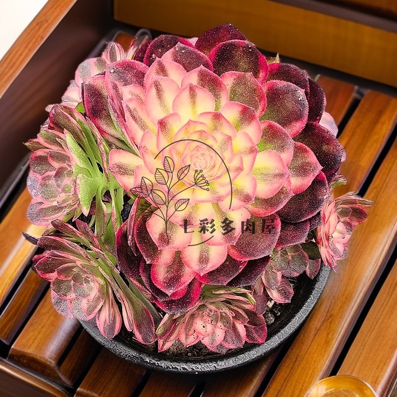多肉植物 黑魔锦法师老桩盆栽花卉稀有品种名贵好养肉肉阳台庭院