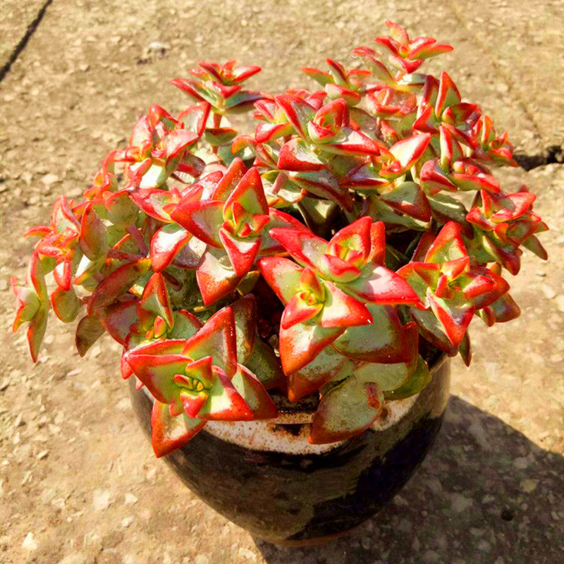 多肉植物自由女神 防辐射窗台老桩花卉庭院盆栽吸甲醛阳台绿植