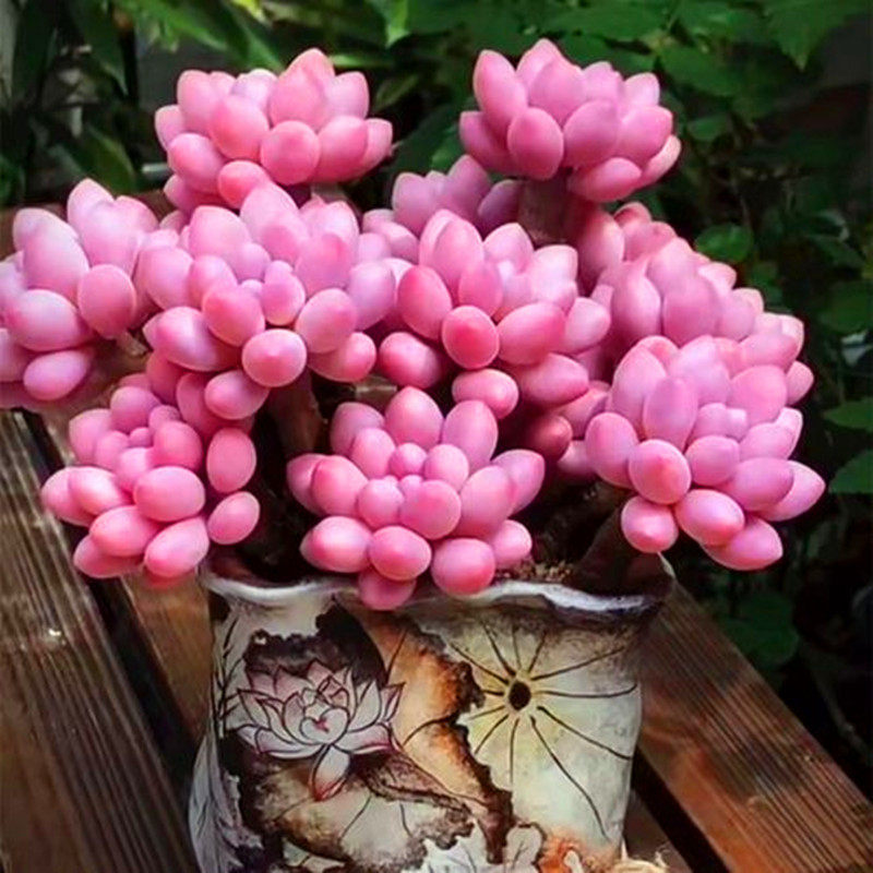 婴儿手指 多肉植物多头粉色系云南精品防辐射花卉盆栽