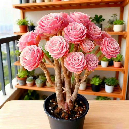 粉色玫瑰法师稀有精品老桩花绿植