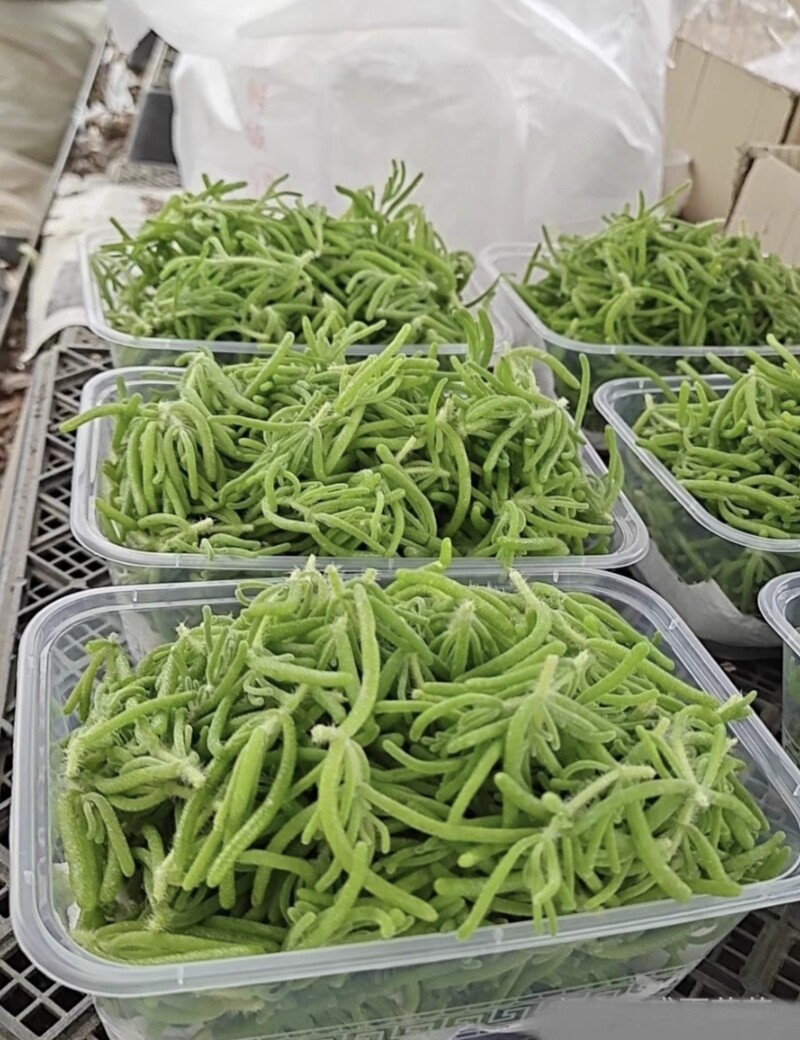 冰山美人  雪山冰山仙草新鲜采摘西餐摆盘装饰点缀沙拉菜蔬菜食用