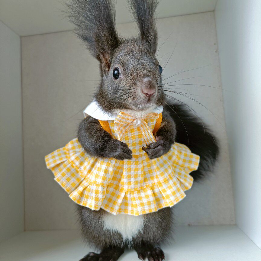 海军领学院风格子裙土拨鼠狐獴松鼠貂龙猫兔衣服定制youyou爱宠屋