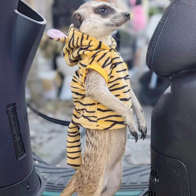 老虎衣服可爱狐獴豚鼠松鼠土拨鼠龙猫雪貂安格鲁猫鼬youyou爱宠屋