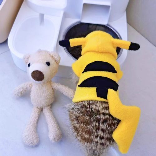 春季皮卡丘弹力衣服狐獴松鼠貂龙猫土拨鼠荷兰猪蜜袋鼯youyou爱宠