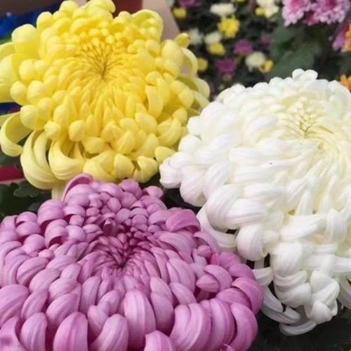 龙爪菊带花苞四季菊花盆栽室内外庭院阳台植物花卉九月菊花好养