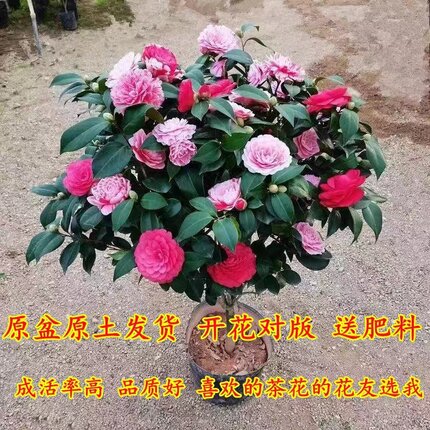 带花苞茶花盆栽树苗香妃五色赤丹山茶花阳台室内四季花卉绿植庭院