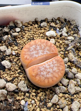 052处理拿铁