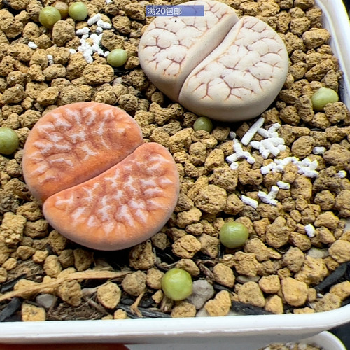 055处理