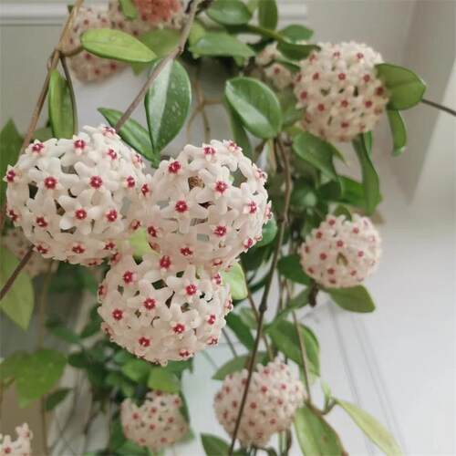 球兰盆栽绿植花叶球兰大苗四季常青室内爬藤绿叶球兰吊兰攀爬植物
