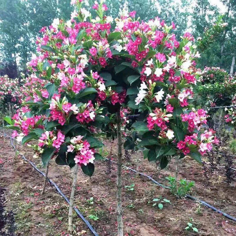 五彩锦带花树苗七彩庭院绿化景观北方耐寒室外红王子锦带花苗植物