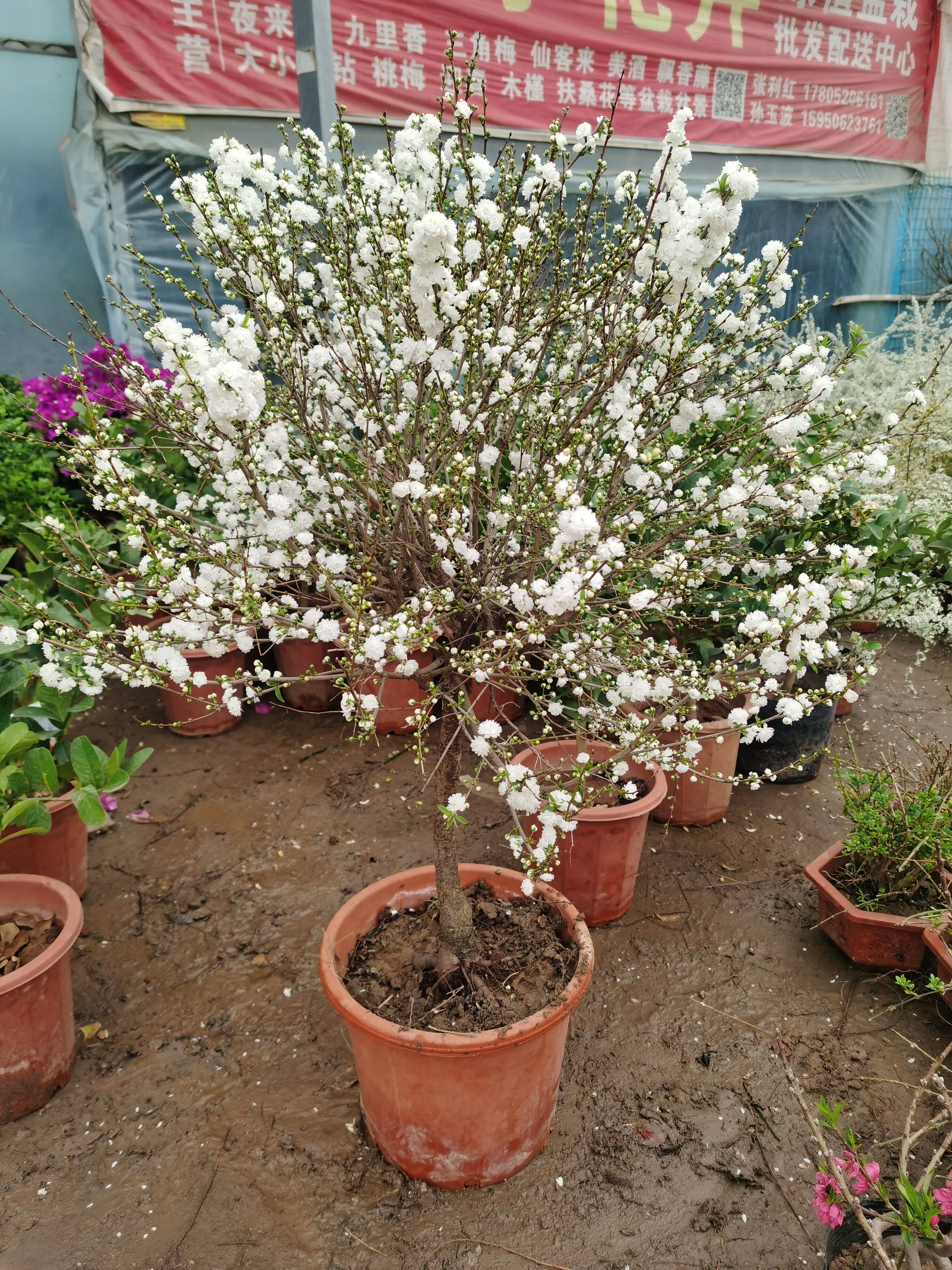 重瓣雪梅苗雪莲花独杆棒棒糖喷雪花耐寒植物室外庭院栽种雪柳苗