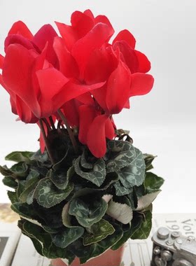 仙客来带花苞观花植物四季仙客来