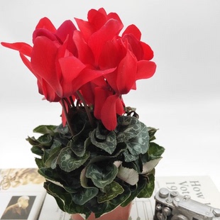 仙客来盆栽带花苞室内花阳台客厅四季好养开花观花植物