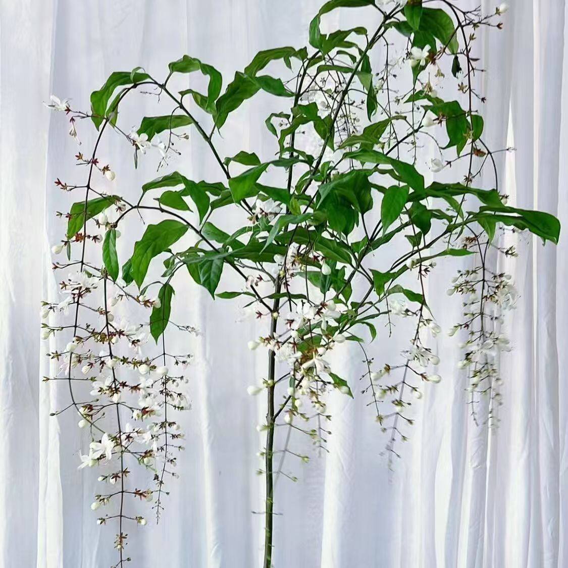 垂丝茉莉盆栽带花苞室内阳台绿植白蝴蝶四季开花稀有垂吊花卉植物
