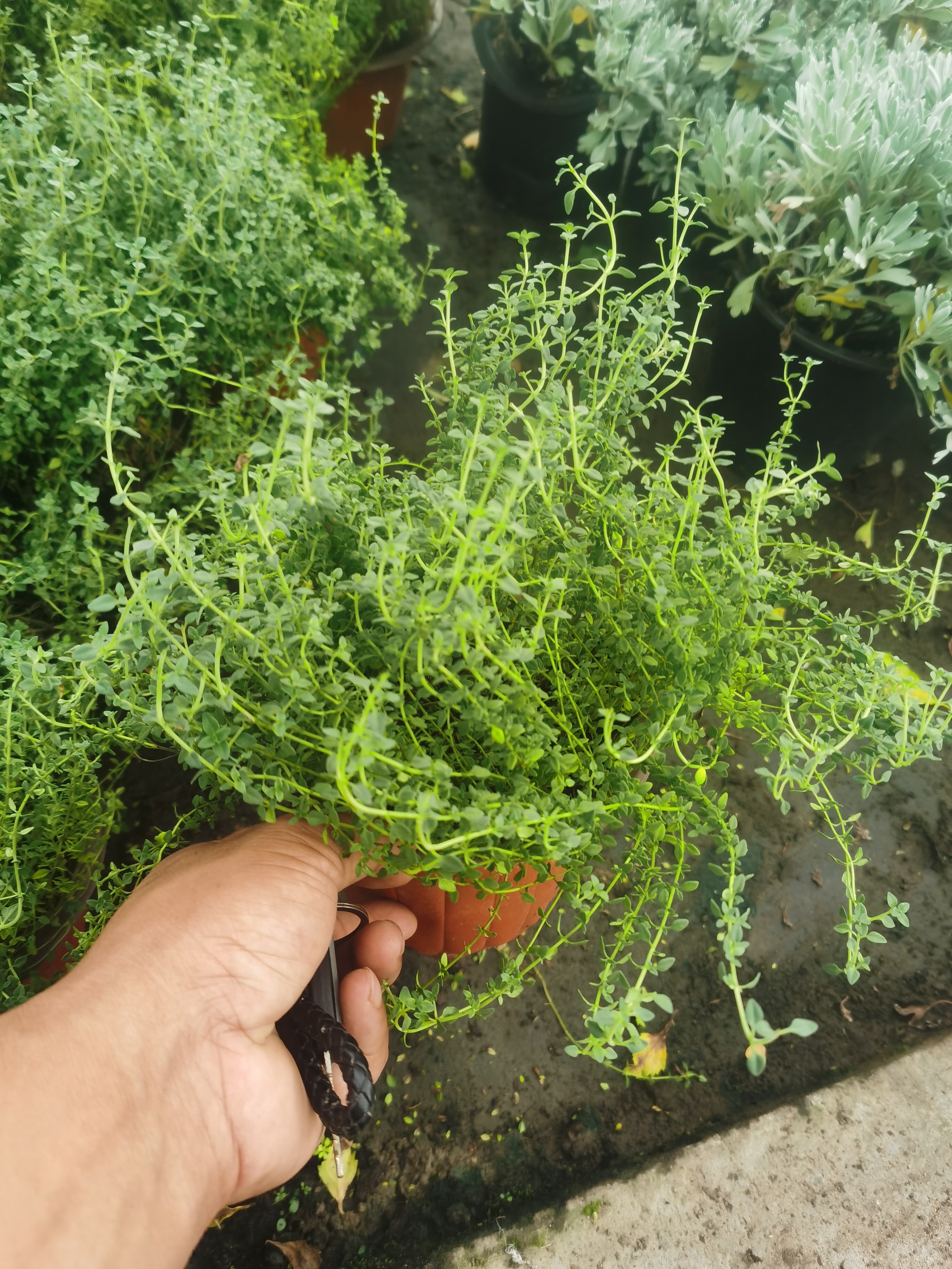 香草植物百里香盆栽烘焙蛋糕店装饰西餐牛排可食用香料调料多年生