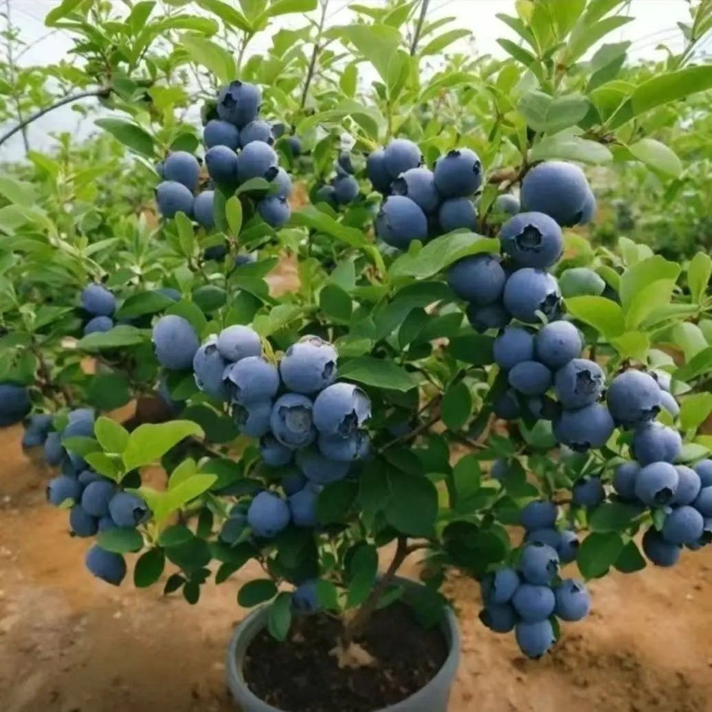 蓝莓树苗爆发式增产秋季落叶南北通用耐寒大果南北方种植阳台水果