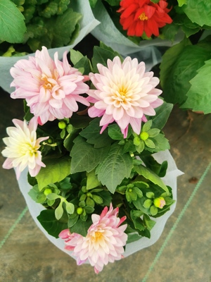 小丽花盆栽带花苞四季开花阳台庭院好养花卉矮化小丽菊花苗重瓣