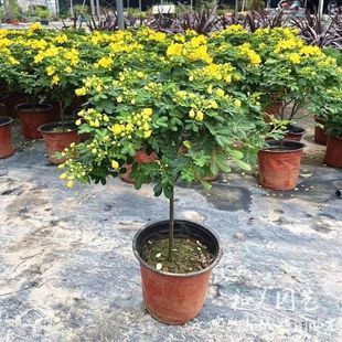 黄金梅带花苞发货耐寒盆栽绿植木本植物多年生花卉室内外开花庭院