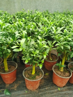 夜来香花树苗夜来香盆栽花卉植物室内驱蚊花苗浓香四季棠青好养活