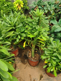 霸王鞭麒麟龙骨盆栽大苗室内阳台好养活四季常青招财镇宅高档绿植