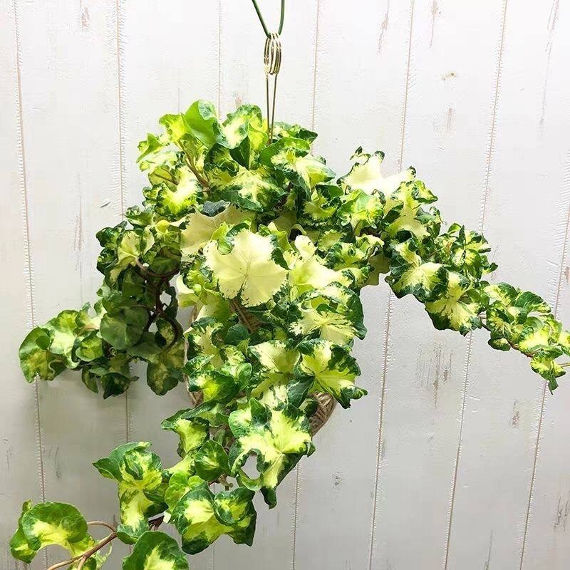 月光灯常春藤稀有观叶盆栽植物室内阳台绿植垂吊花卉好养耐寒耐热