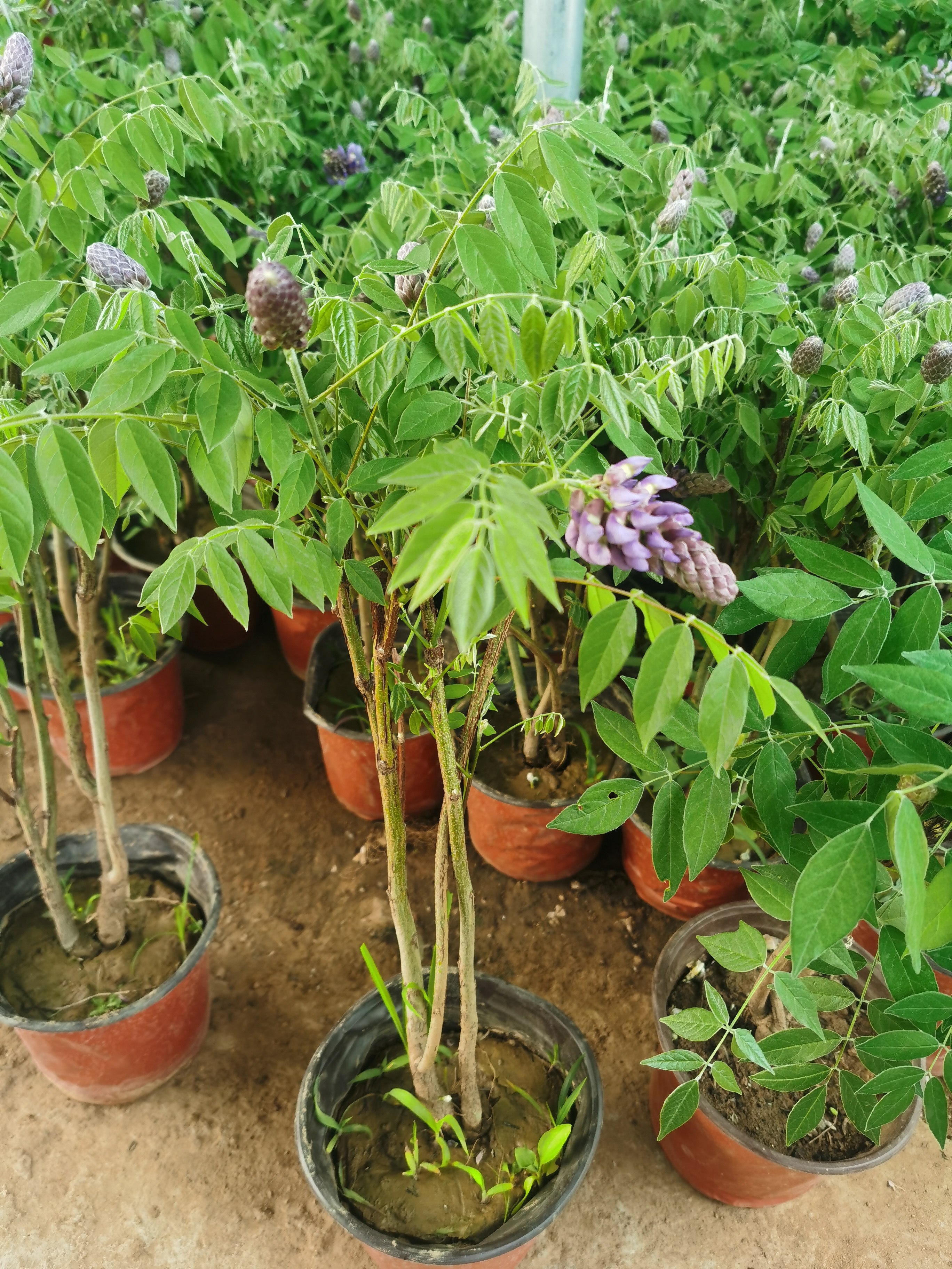 紫藤带花苞发货紫水晶矮桩紫藤花爬藤植物室内阳台庭院耐寒花卉苗