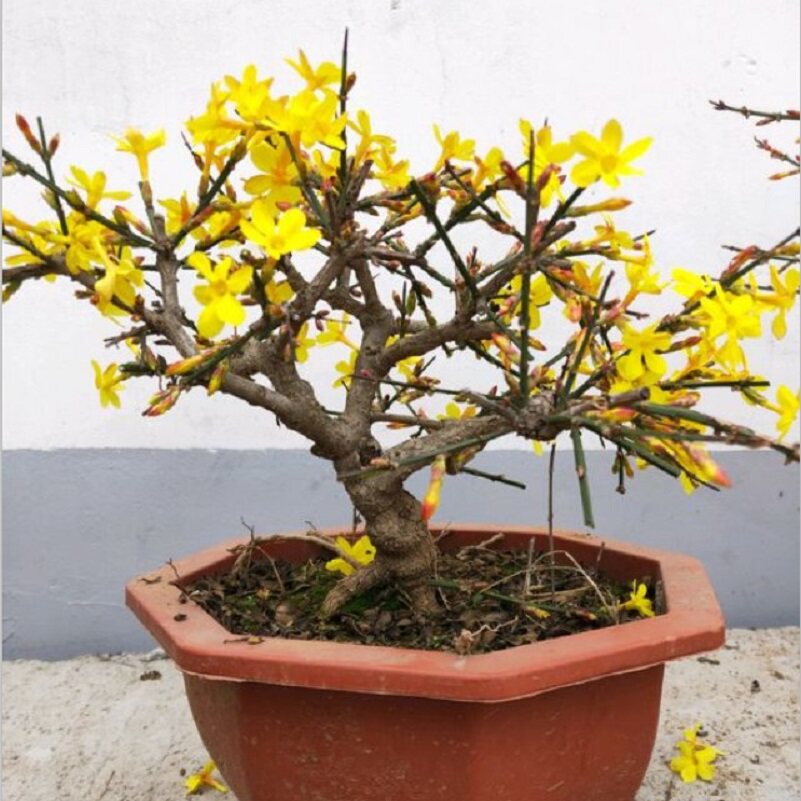 迎春花老桩造型盆景春天开花
