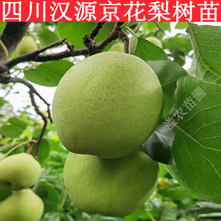 四川嫁接汉源京花梨树苗丰水梨库尔勒香梨南北方庭院种植水果树苗
