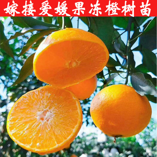 四川嫁接爱媛果冻橙树苗子柠檬树苗沙糖桔明日见柑子树水果园苗子
