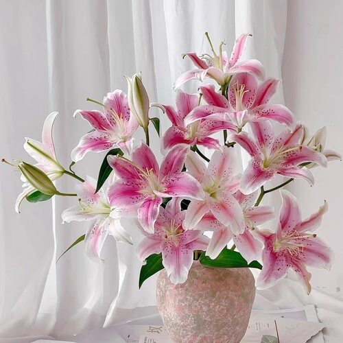 【索尔邦】云南昆明基地直发香水百合花束水养真花家用插花