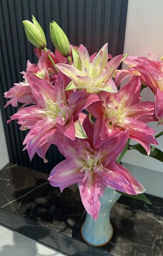 【宝莲灯 重瓣百合】浓香型百合室内水养切花云南昆明基地直发