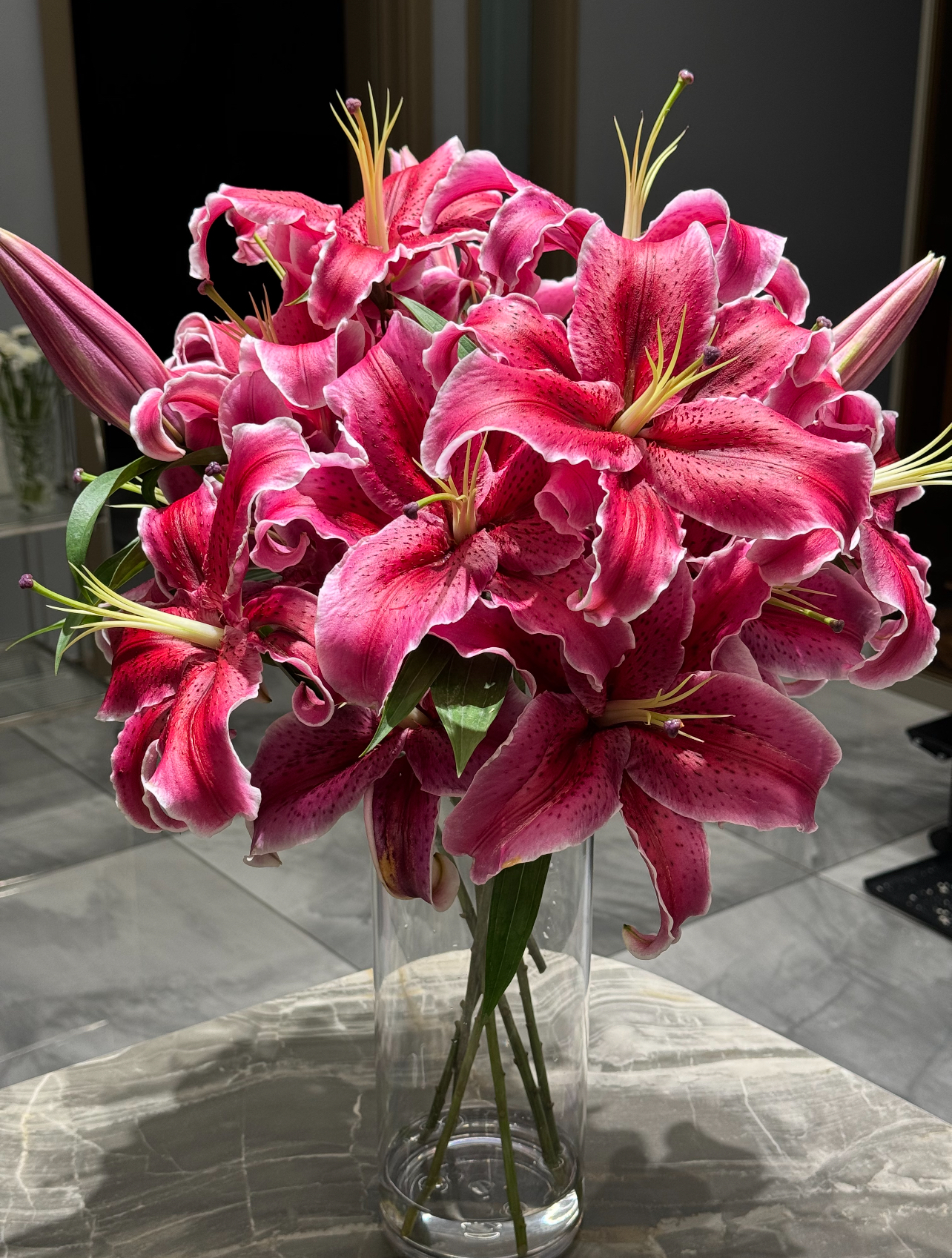 【黑美人香水百合】浓香狐尾卷边紫红色花卉水养易活昆明基地直发