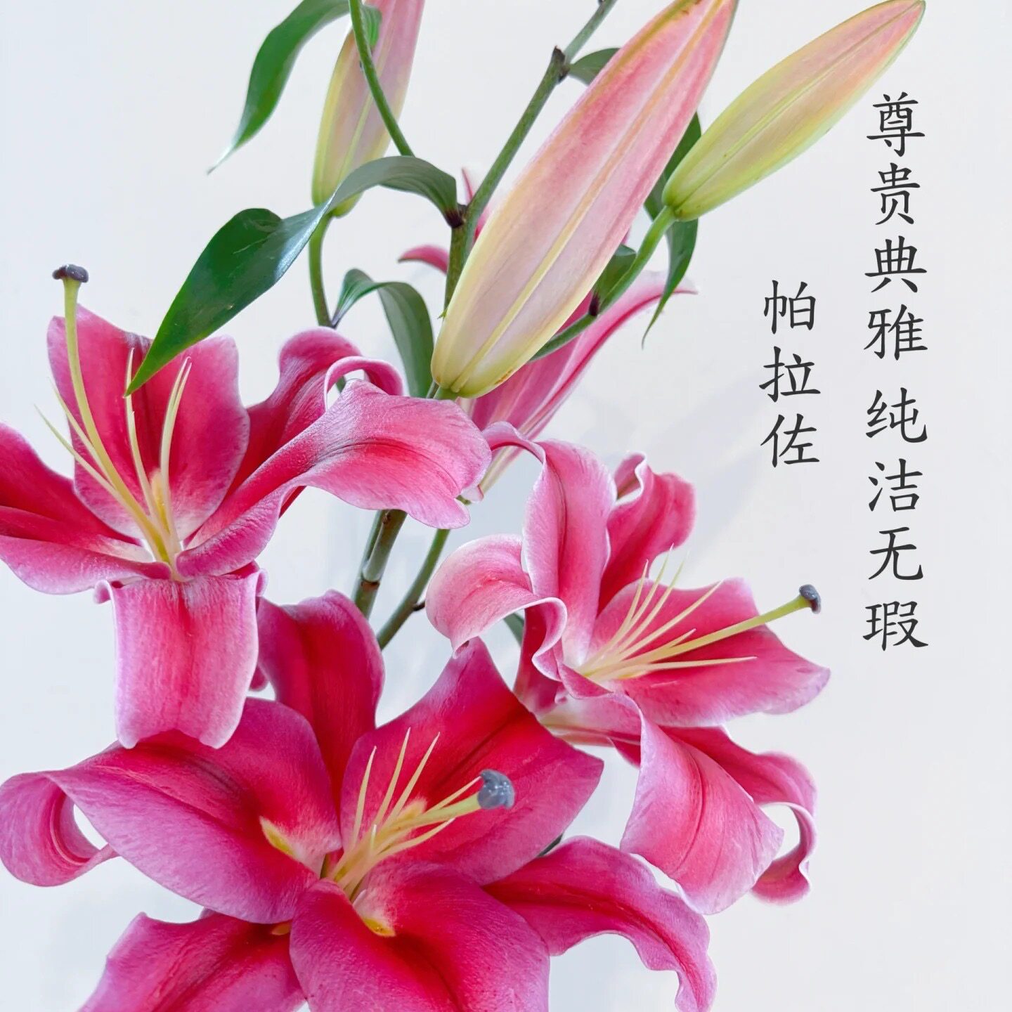 【帕拉佐香水百合】浓香型香水百合昆明基地直发包邮