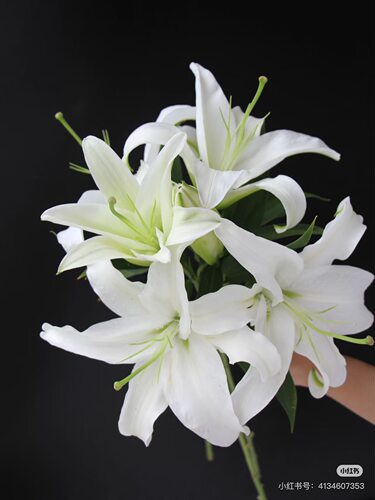 【西伯利亚 香水百合】云南百合基地现采现发