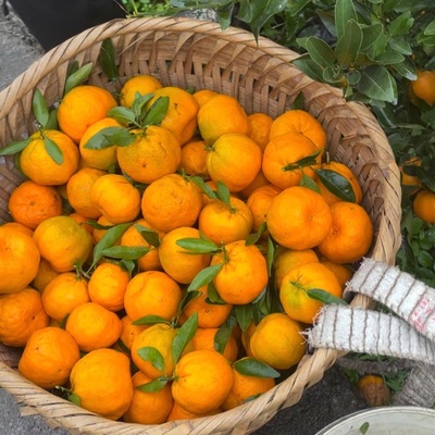 【真宗新站磨刀溪】贵州桐梓新站碰柑现摘现发当季鲜甜多汁橘子