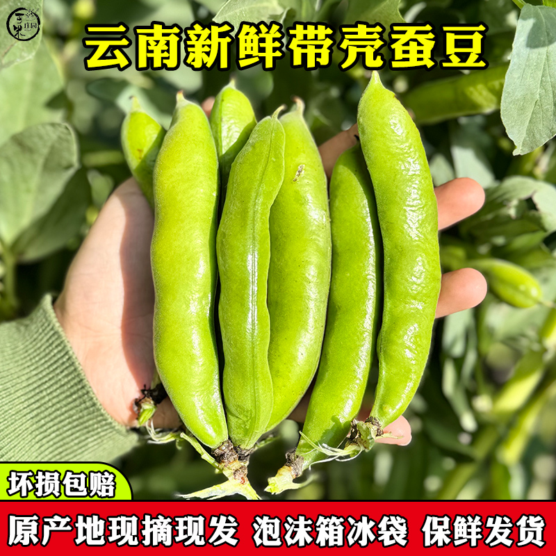 云南新鲜嫩蚕豆蚕豆角带壳