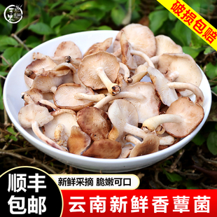 当季新鲜香蕈菌马桑菌时令香菇煲汤炖鸡香信菌云南特产非野山珍