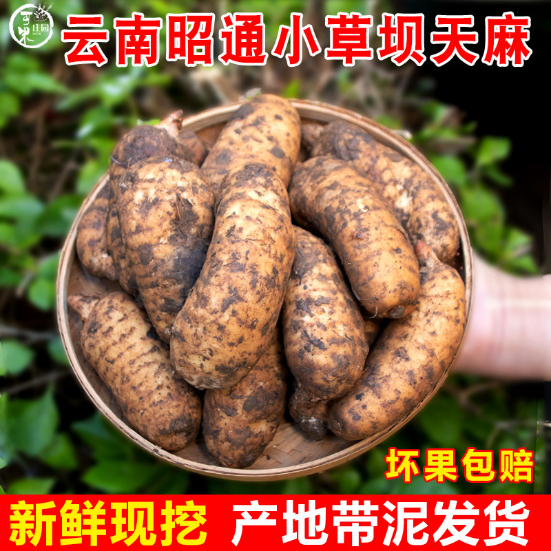 昭通新鲜天麻小草坝天麻鲜天麻冬麻炖汤1斤5至7个鲜天麻蔬菜包邮