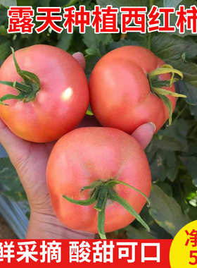 云南露天沙瓤西红柿自然熟有籽现摘5斤普罗旺斯番茄新鲜蔬菜生吃