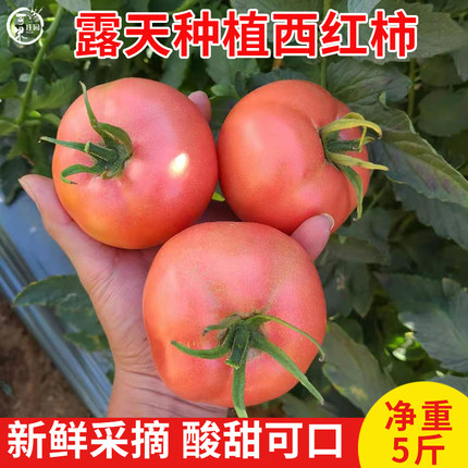 云南露天沙瓤西红柿自然熟有籽现摘5斤普罗旺斯番茄新鲜蔬菜生吃