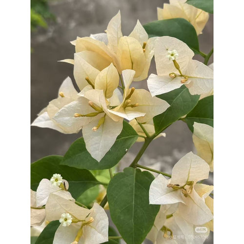 一物一拍(三角梅)原生大苗老桩爬藤植物