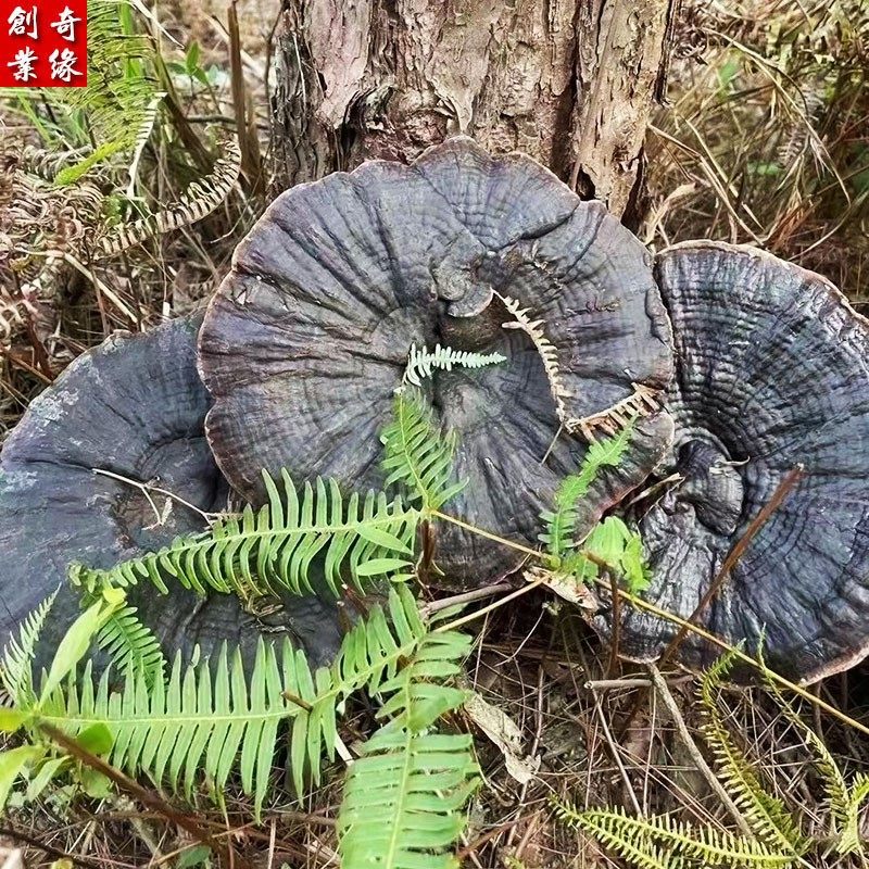 金边灵芝装正品紫灵芝野生灵芝片赤林芝茶整枝灵芝可切片500克