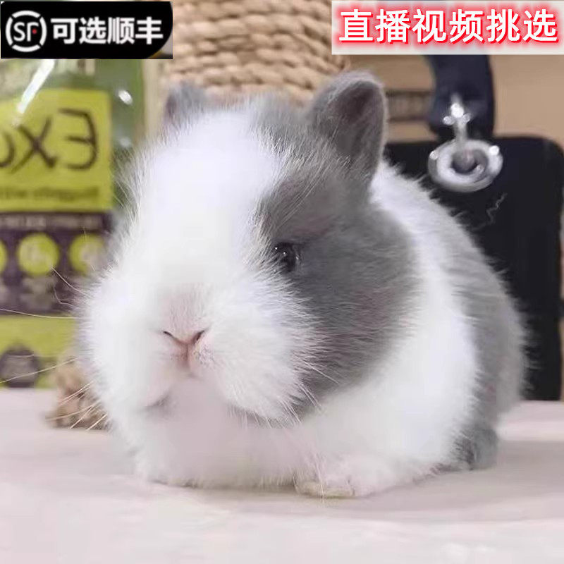 宠物兔活物茶杯长不大不咬人迷你侏儒儿童养猫猫兔荷兰垂耳兔活体_虎窝淘