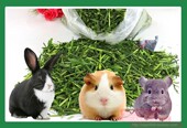 烘干大麦草段豚鼠荷兰猪粮食天竺鼠宠物兔兔干草龙猫牧草饲料 包邮
