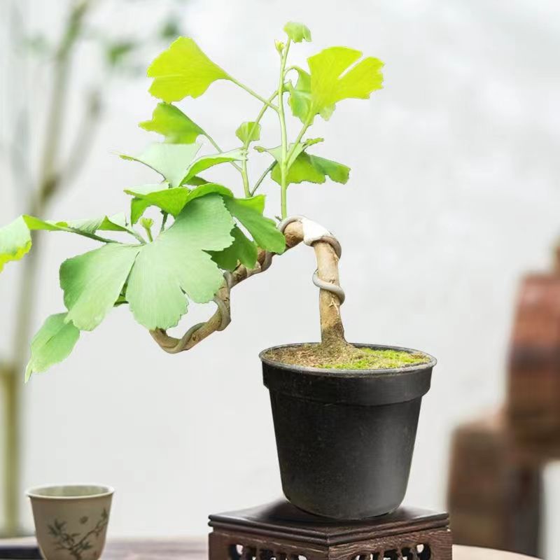 银杏盆景白果树客厅净化气防辐射