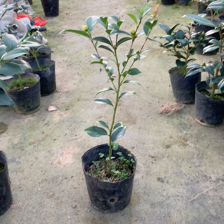 四季金花茶崇左