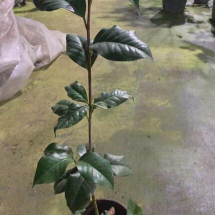 拉力皮特