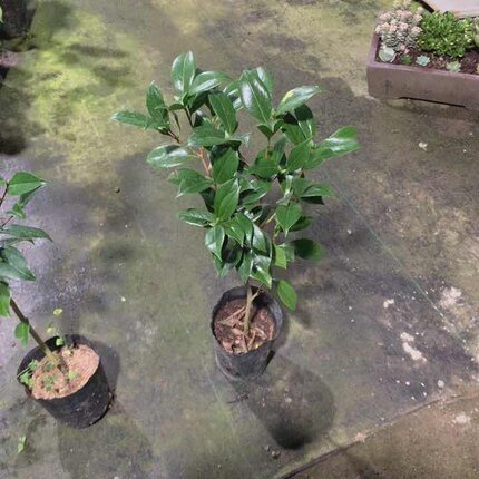 花鹤翎