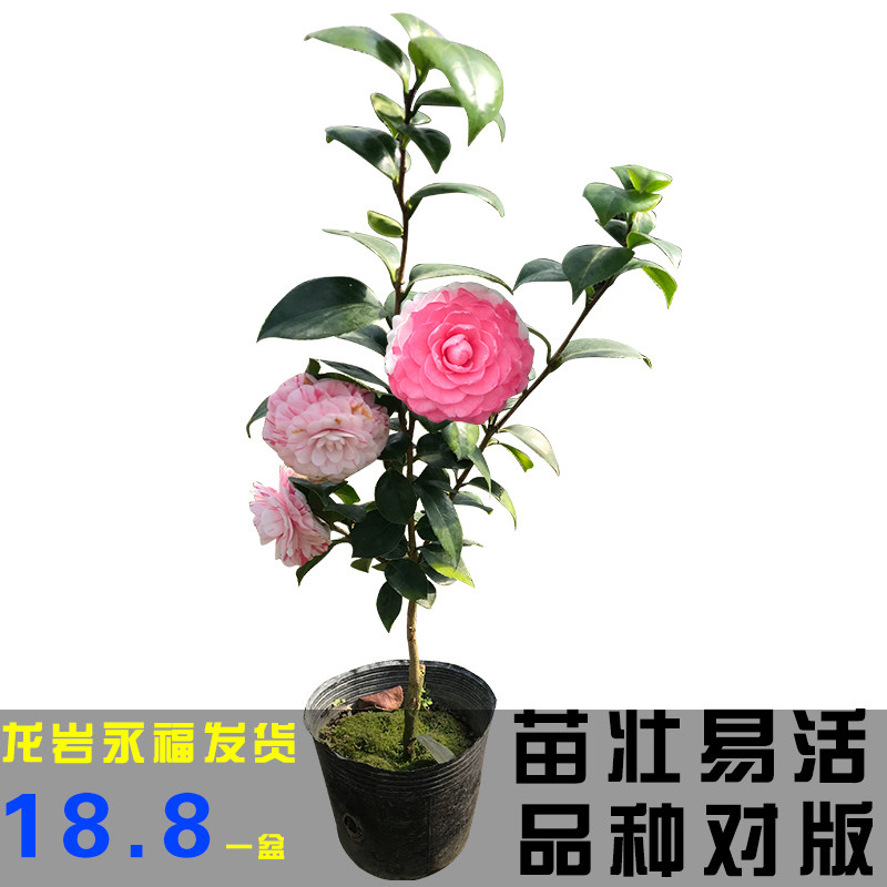 茶花名贵正宗十八学士白底一树多色盆栽耐寒耐热好养阳台庭院绿植