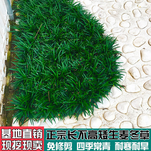 日本麦冬草矮麦冬玉龙草阔叶细叶青叶金边麦冬草庭院地被草类植物